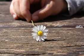 Kinderhand mit Gänseblümchen