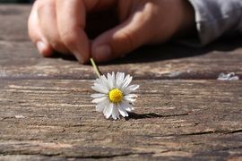 Kinderhand mit Gänseblümchen