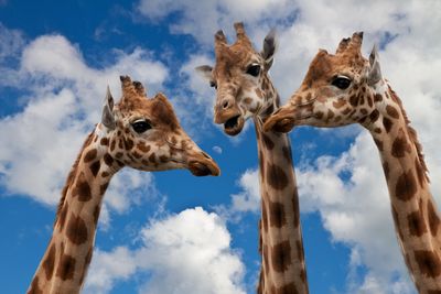 drei Giraffen "unterhalten" sich